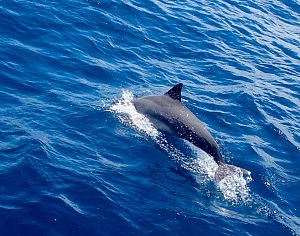 beachlife tours maldives