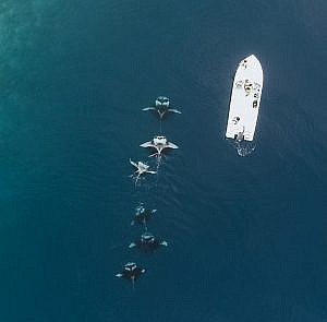 manta-ray beachlife maldives