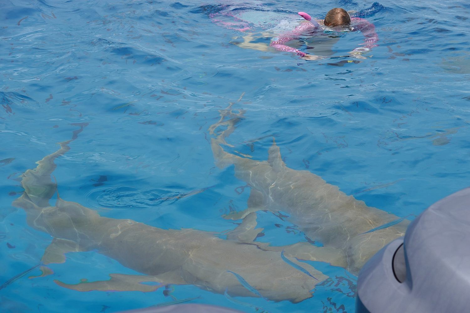 Swimming with sharks at Maafushi Island